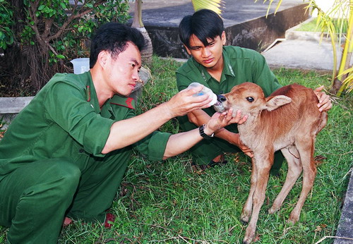 Chăm sóc bê con mất mẹ